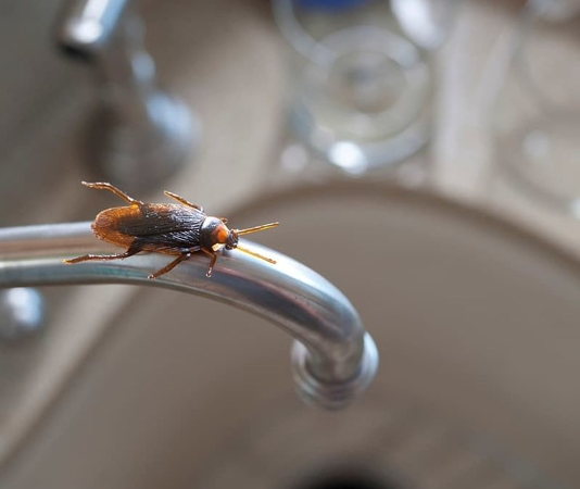 February 22, 2020 Utah Pest Control Techniques