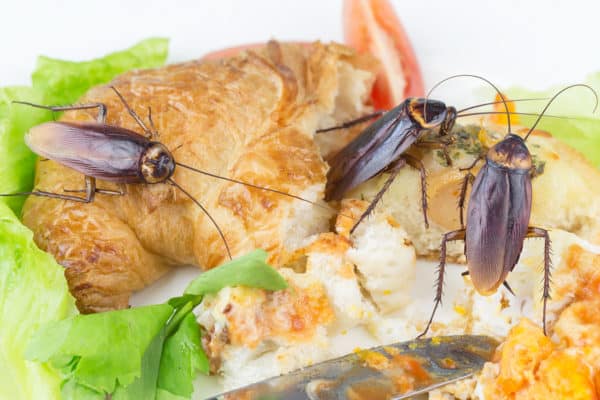 cockaroach in food