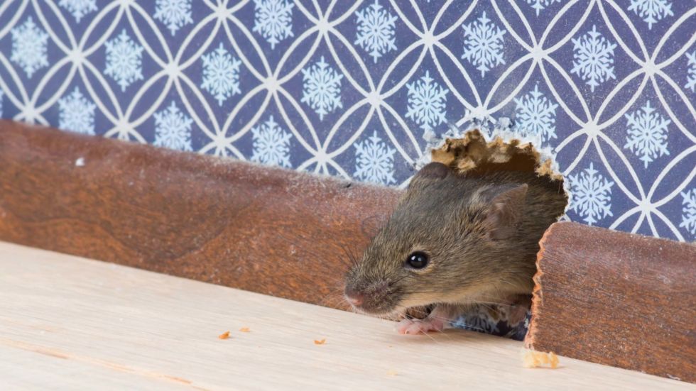 mouse